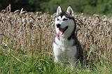 SIBERIAN HUSKY 302